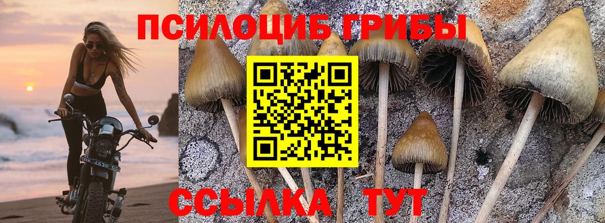 Псилоцибиновые грибы Psilocybine cubensis  Псилоцибиновые грибы прущие грибы  Нальчик  Вход с VPN 